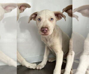 Mutt Dogs for adoption in Stockton, CA, USA