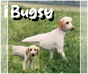 Mutt Dogs for adoption in Raleigh, NC, USA