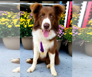 Border Collie Dogs for adoption in Rustburg, VA, USA