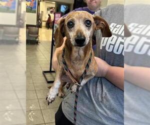 Dachshund Dogs for adoption in San Antonio, TX, USA