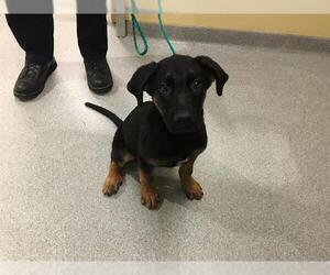 German Shepherd Dog Dogs for adoption in Orange, CA, USA