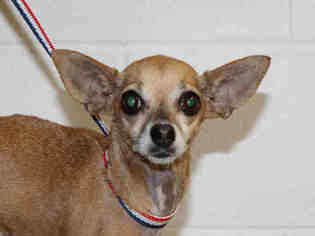 Chihuahua Dogs for adoption in Corona, CA, USA