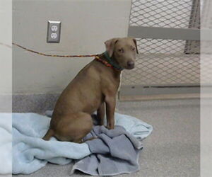 Labrador Retriever-Unknown Mix Dogs for adoption in Pasadena, TX, USA