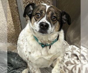 Mutt Dogs for adoption in Martinsburg, WV, USA
