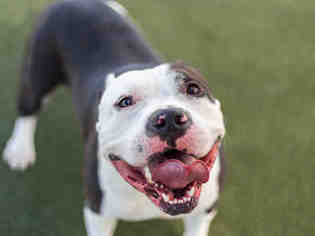 American Pit Bull Terrier Dogs for adoption in Martinez, CA, USA