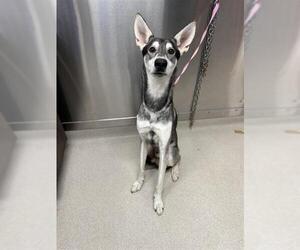 - Mix Dogs for adoption in Fairbanks, AK, USA