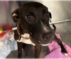 Labrador Retriever-Unknown Mix Dogs for adoption in Tavares, FL, USA