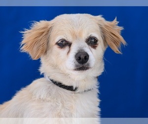 Maltipoo Dogs for adoption in Pasadena, CA, USA