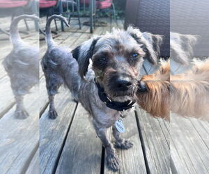 Poodle (Miniature)-Unknown Mix Dogs for adoption in San Jose, CA, USA