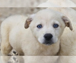 Labrador Retriever-Unknown Mix Dogs for adoption in Royal Palm Beach, FL, USA