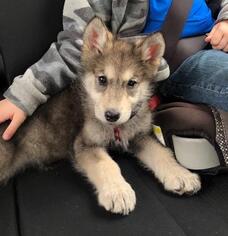 Alaskan Malamute-German Shepherd Dog Mix Dogs for adoption in Alamogordo, NM, USA
