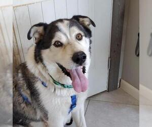 Alusky Dogs for adoption in Omaha, NE, USA