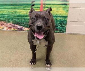 American Pit Bull Terrier-Unknown Mix Dogs for adoption in Moreno Valley, CA, USA