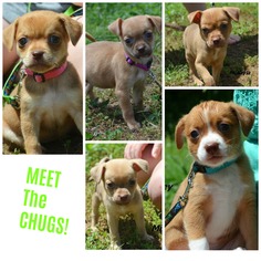Chug Dogs for adoption in Brownsboro, AL, USA