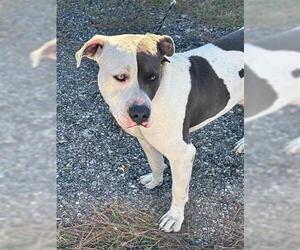 Staffordshire Bull Terrier Dogs for adoption in Houston, TX, USA