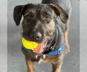 Lab'Aire Dogs for adoption in Center Township, PA, USA
