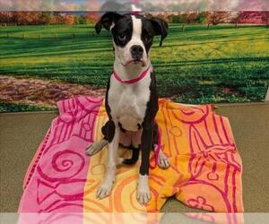 Boxer-Unknown Mix Dogs for adoption in Moreno Valley, CA, USA