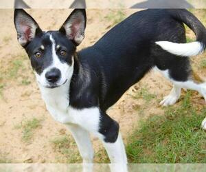 Australian Kelpie-Unknown Mix Dogs for adoption in Tallahassee, FL, USA