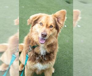 Collie-Unknown Mix Dogs for adoption in Salem, MA, USA
