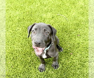 Labrador Retriever-Unknown Mix Dogs for adoption in Houston, TX, USA