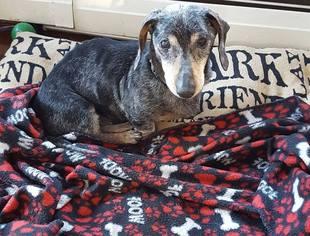 Dachshund Dogs for adoption in Taunton, MA, USA