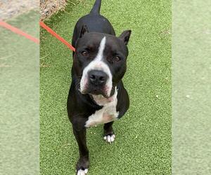 American Pit Bull Terrier-Unknown Mix Dogs for adoption in Fayetteville, NC, USA