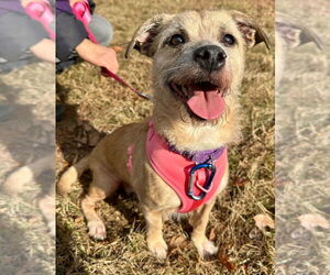 Mutt Dogs for adoption in Lawrenceville, NJ, USA