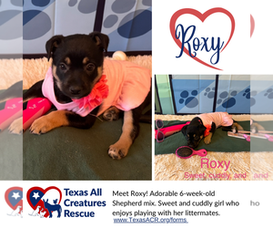 Mutt Dogs for adoption in Lillian, TX, USA