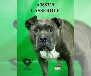 Mutt Dogs for adoption in Stockton, CA, USA