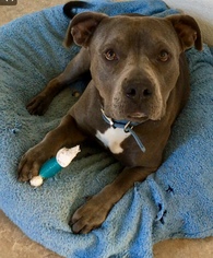 American Staffordshire Terrier-Unknown Mix Dogs for adoption in Lancaster, CA, USA