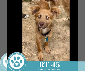 Australian Shepherd-Unknown Mix Dogs for adoption in Kimberton, PA, USA