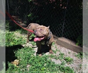 American Pit Bull Terrier Dogs for adoption in Berkeley Springs, WV, USA