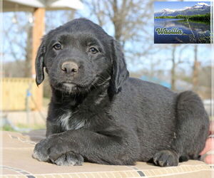 Borador Dogs for adoption in Wakefield, RI, USA