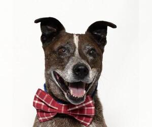 Mutt Dogs for adoption in Santa Maria, CA, USA