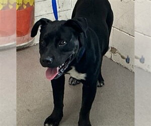 Mutt Dogs for adoption in San Bernardino, CA, USA