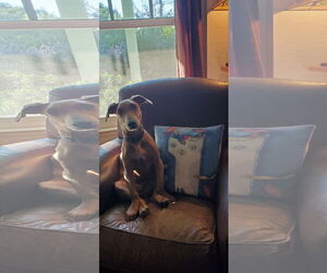 Dachshund-Doberman Pinscher Mix Dogs for adoption in Fresno, CA, USA