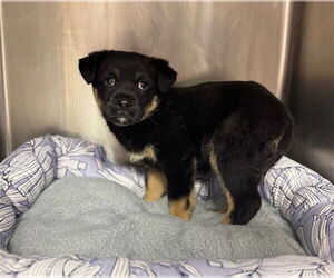 Mutt Dogs for adoption in Conroe, TX, USA