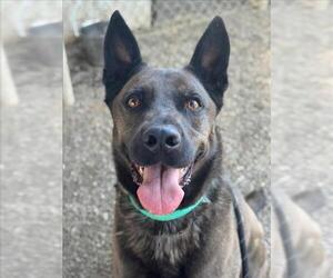 German Shepherd Dog Dogs for adoption in Woodland, CA, USA