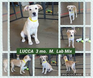 Sheprador Dogs for adoption in Mesa, AZ, USA