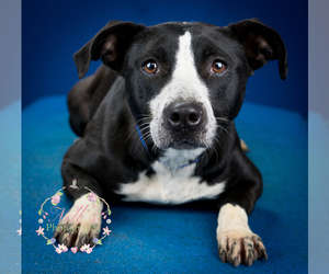 Borador Dogs for adoption in Tupelo, MS, USA