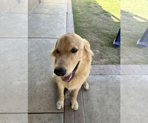Golden Retriever-Unknown Mix Dogs for adoption in Santa Clarita, CA, USA