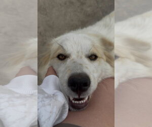 Aussie Pyrenees Dogs for adoption in Crystal, MN, USA