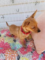 Dachshund Dogs for adoption in Scottsboro, AL, USA
