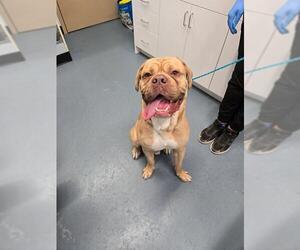 Dogue de Bordeaux Dogs for adoption in London, Ontario, Canada