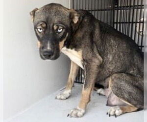 Labsky Dogs for adoption in Houston, TX, USA