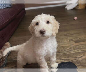 Golden Retriever Dogs for adoption in Croydon, NH, USA