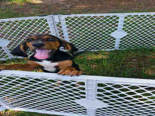 Bloodhound-Unknown Mix Dogs for adoption in Fort Walton Beach, FL, USA