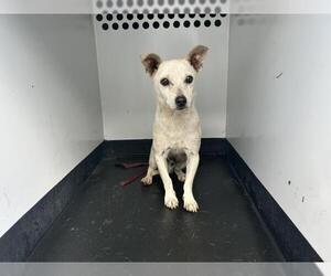 Chihuahua-Unknown Mix Dogs for adoption in Visalia, CA, USA