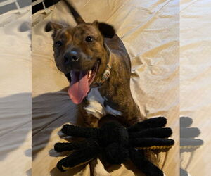 American Pit Bull Terrier-Unknown Mix Dogs for adoption in Forest, VA, USA