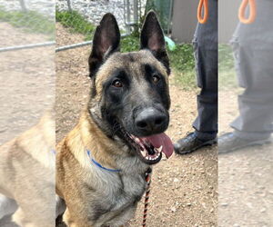 German Shepherd Dog-Unknown Mix Dogs for adoption in Imlay City, MI, USA